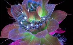 تصاویر گل,عکس رنگ گل,عکس گل دربرابرنور