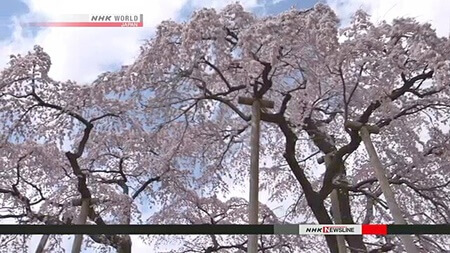 اخبار جالب,خبرهای جالب,خواندنی ها و دیدنی ها,شکوفه دادن درخت ۱۰۰۰ ساله