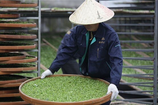 اخبار جالب,خبرهای جالب,خواندنی ها و دیدنی ها,تهیه چای سفید در کشور چین
