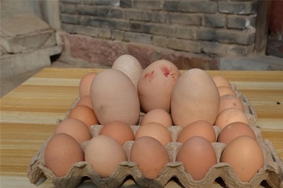 اخبار جالب,خبرهای جالب,خواندنی ها و دیدنی ها,بزرگ‌ترین تخم مرغ جهان