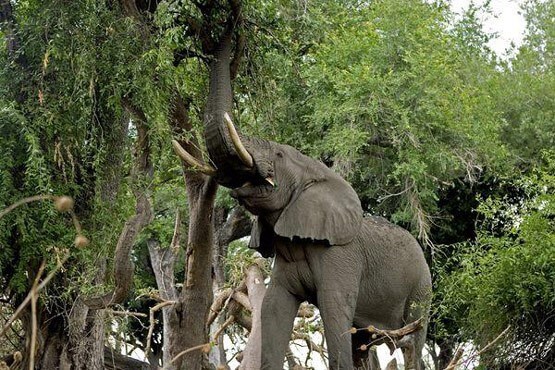 اخبار علمی,خبرهای علمی,طبیعت و محیط زیست,حیات وحش