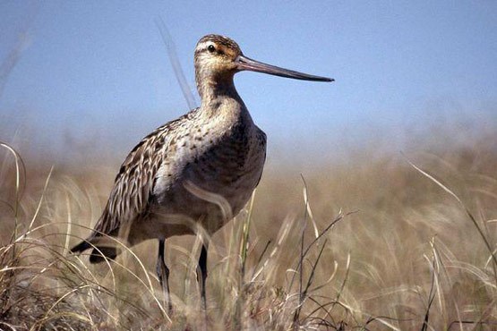 اخبار علمی,خبرهای علمی,طبیعت و محیط زیست,حیات وحش