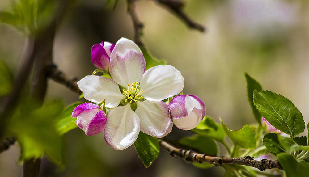 اخبار علمی,خبرهای علمی,طبیعت و محیط زیست,یافته هایی جالب از شکوفه های درخت سیب