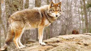 اخبار علمی,خبرهای علمی,طبیعت و محیط زیست,تغییر رنگ جغدها