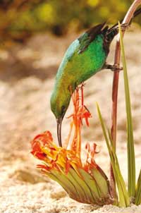 اخبار علمی,خبرهای علمی,طبیعت و محیط زیست,تغییر رنگ جغدها