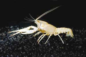 اخبار علمی,خبرهای علمی,طبیعت و محیط زیست,تغییر رنگ جغدها