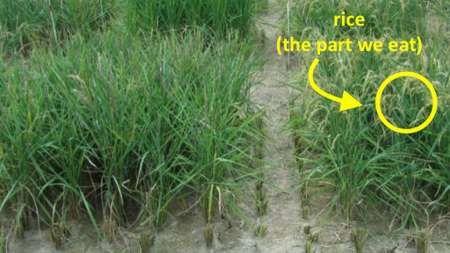 اخبار علمی,خبرهای علمی,طبیعت و محیط زیست,مقاوم سازی برنج در برابر کم آبی
