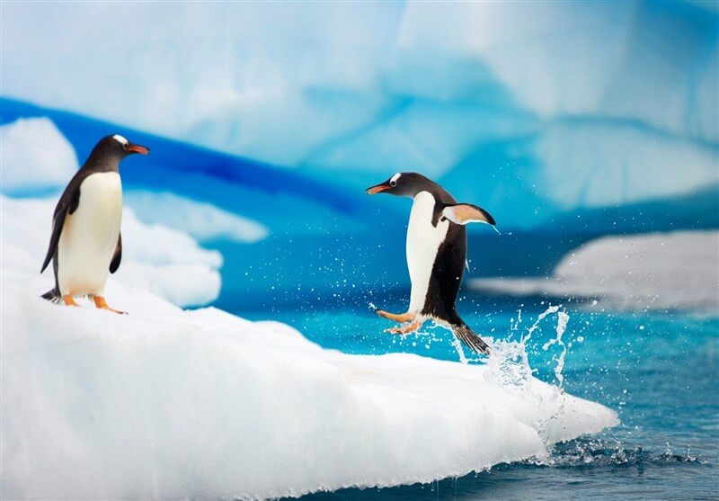 اخبار علمی,خبرهای علمی,طبیعت و محیط زیست,پنگوئن‌ها