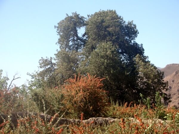 اخبار فرهنگی,خبرهای فرهنگی,میراث فرهنگی,درخت سرو