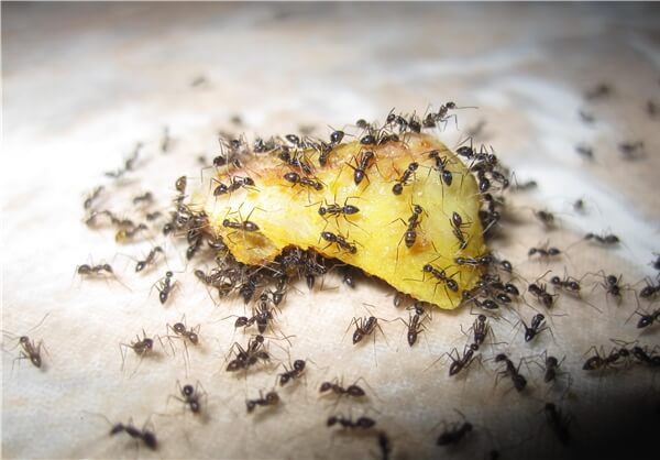اخبار علمی,خبرهای علمی,طبیعت و محیط زیست,مورچه‌ها