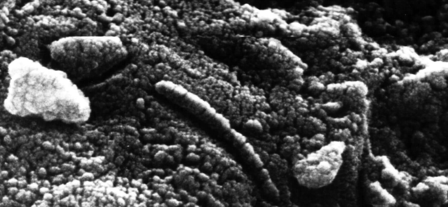 اخبار علمی,خبرهای علمی,نجوم و فضا,موجودات فرازمینی