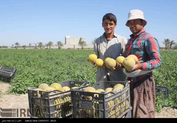 تصاویر برداشت طالبی دشتستان,عکس های برداشت طالبی,عکس طالبی دشتستان