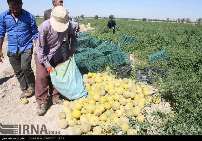 تصاویر برداشت طالبی دشتستان,عکس های برداشت طالبی,عکس طالبی دشتستان
