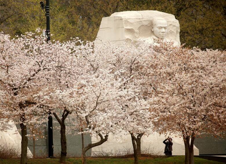 تصاویر شکوفه‌های گیلاس در واشنگتن, تصاویر شکوفه‌های گیلاس, تصاویر حال و هوای بهار