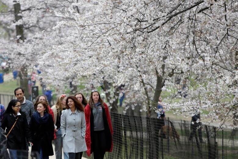 تصاویر شکوفه‌های گیلاس در واشنگتن, تصاویر شکوفه‌های گیلاس, تصاویر حال و هوای بهار