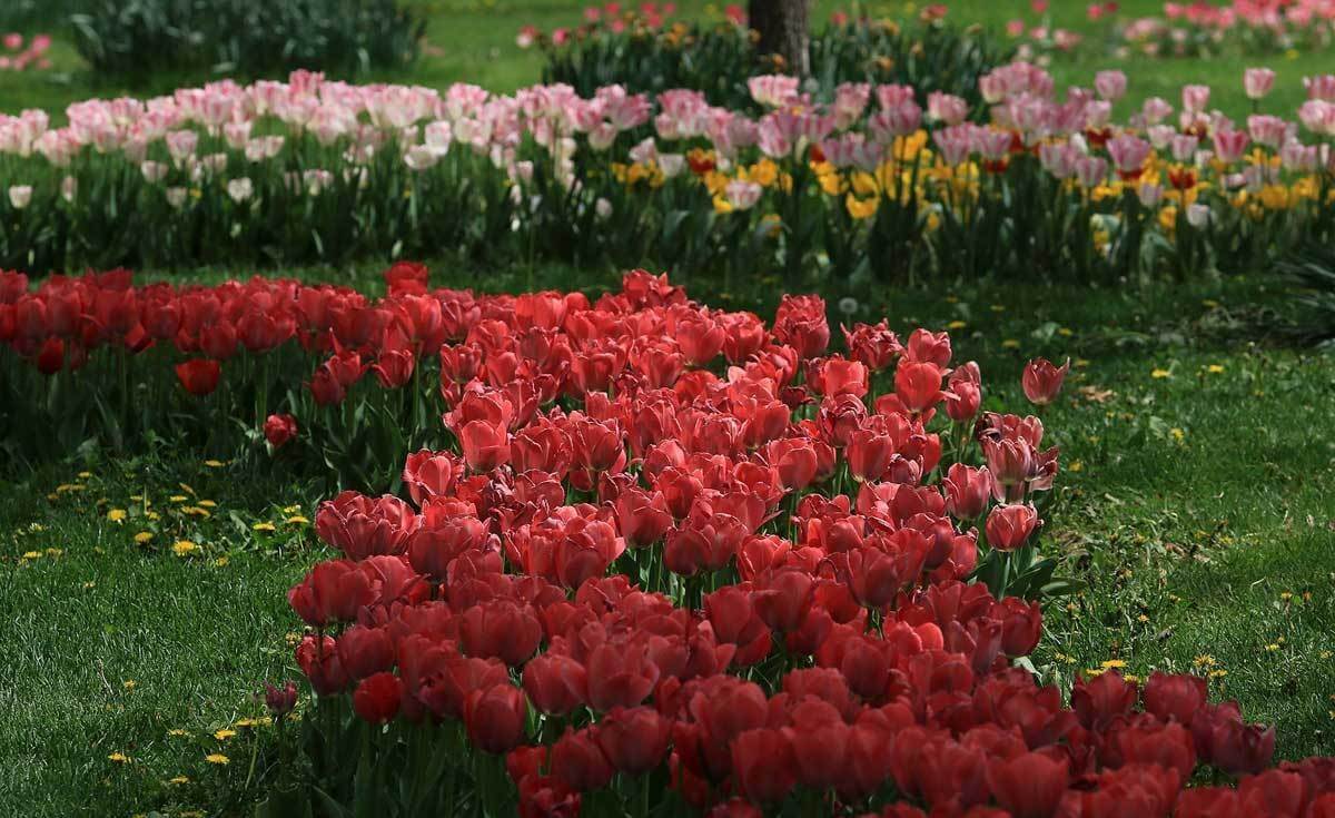 تصاویر جشنواره گل مشهد,عکسهای جشنواره گل,تصاویرجشنواره گل‌های پیازی