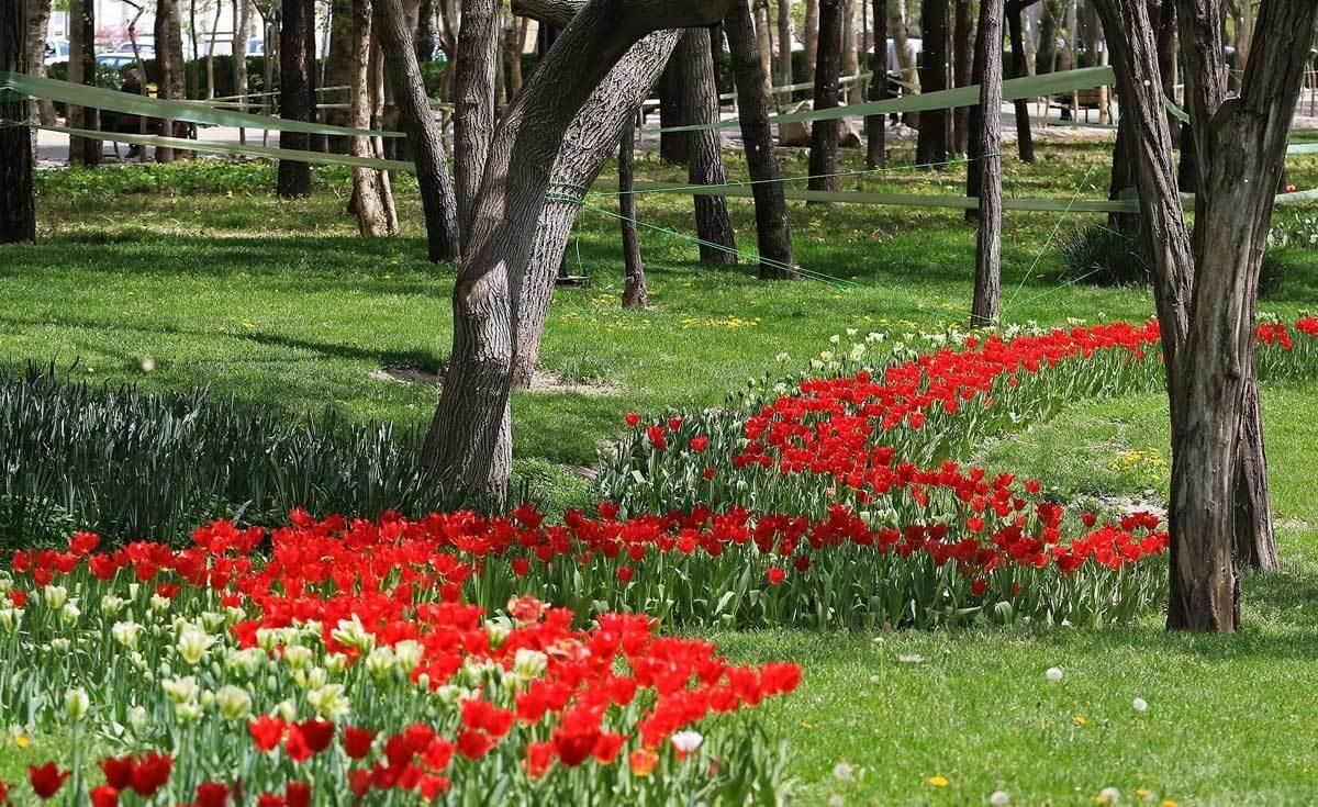 تصاویر جشنواره گل مشهد,عکسهای جشنواره گل,تصاویرجشنواره گل‌های پیازی