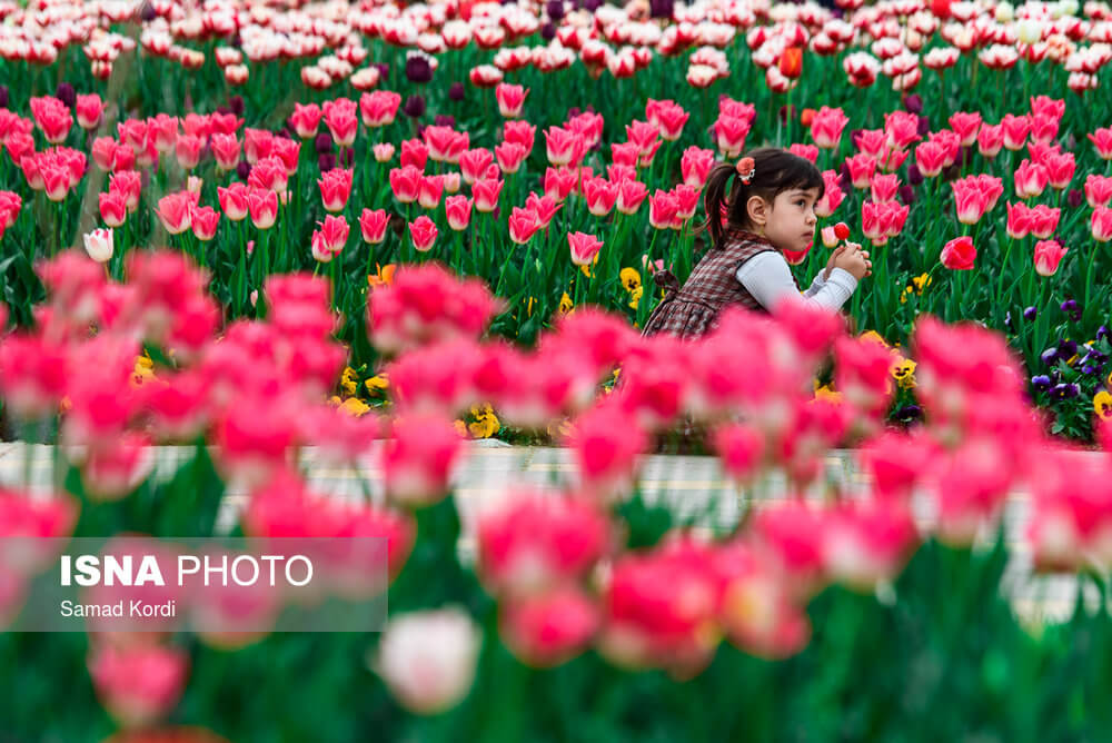 تصویر جشنواره لاله های البرز,تصاویر باغ گلها ی پارک چمران کرج,عکس های گل لاله