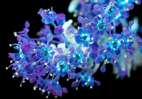 تصاویر گل تصاویر گل,عکس رنگ گل,عکس گل دربرابرنور