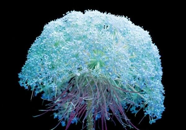 تصاویر گل تصاویر گل,عکس رنگ گل,عکس گل دربرابرنور