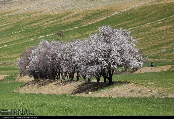تصویر شکوفه های بهاری,تصاویر شکوفه های خرم آباد,عکس شکوفه های بهاری خرم آباد