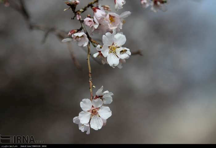 تصویر شکوفه های بهاری,تصاویر شکوفه های خرم آباد,عکس شکوفه های بهاری خرم آباد