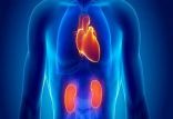 اخبار پزشکی,خبرهای پزشکی,تازه های پزشکی,کلیه و قلب