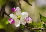 اخبار علمی,خبرهای علمی,طبیعت و محیط زیست,یافته هایی جالب از شکوفه های درخت سیب