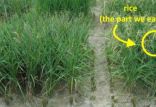 اخبار علمی,خبرهای علمی,طبیعت و محیط زیست,مقاوم سازی برنج در برابر کم آبی