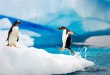 اخبار علمی,خبرهای علمی,طبیعت و محیط زیست,پنگوئن‌ها