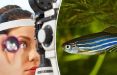 اخبار پزشکی,خبرهای پزشکی,تازه های پزشکی,درمان نابینایی با ماده شیمیایی مغز ماهی
