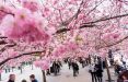 عکس های شکوفه‌های درخت گیلاس در سراسر دنیا,تصاویر شکوفه‌های درخت گیلاس در سراسر دنیا,عکس های زیبای شکوفه های گیلاس