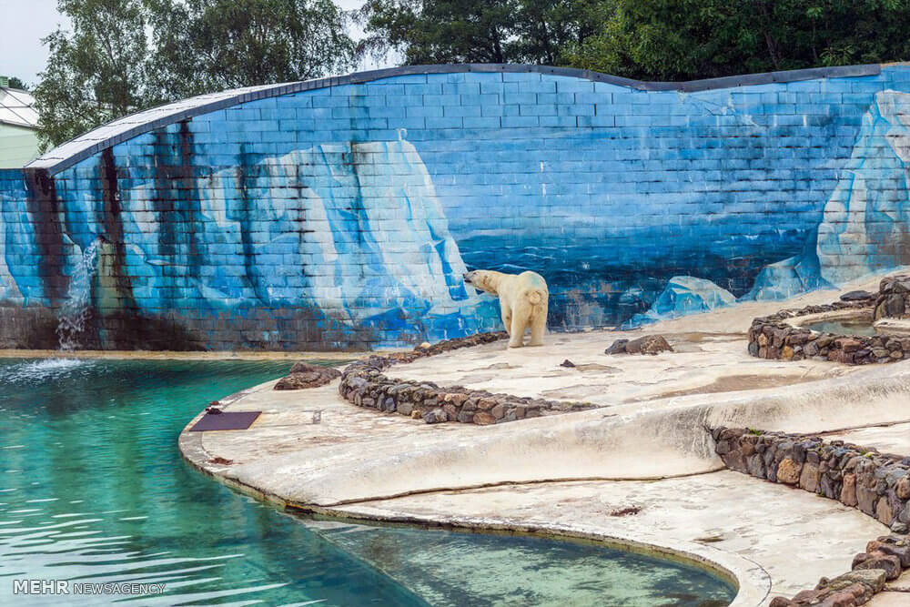 عکس های خرس های قطبی، تصاویر خرس های قطبی در باغ وحش‎, تصاویر باغ وحش های کشورهای اروپایی و چین
