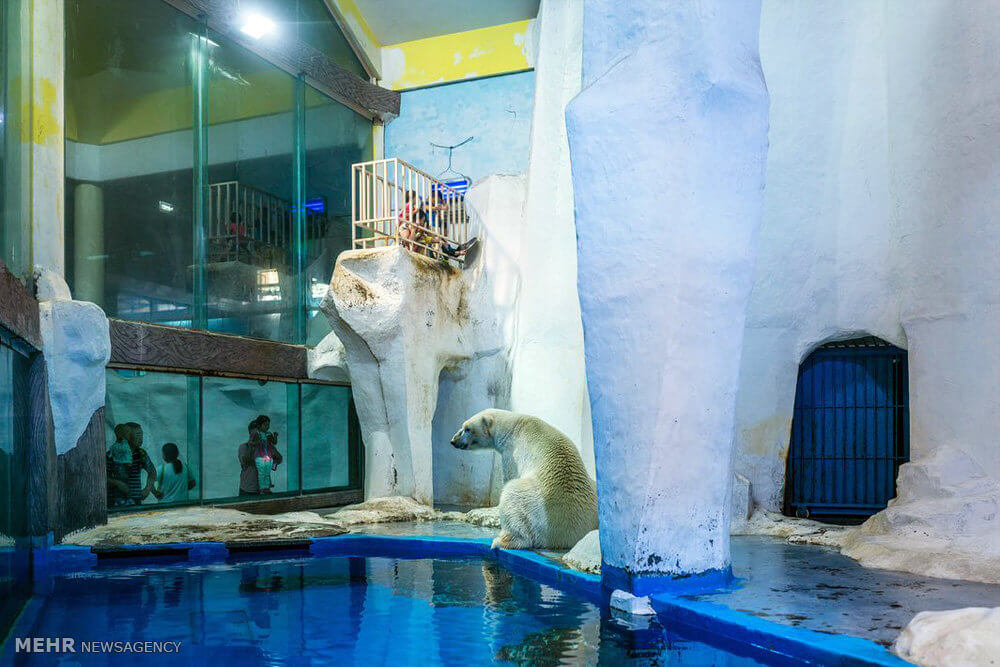 عکس های خرس های قطبی، تصاویر خرس های قطبی در باغ وحش‎, تصاویر باغ وحش های کشورهای اروپایی و چین