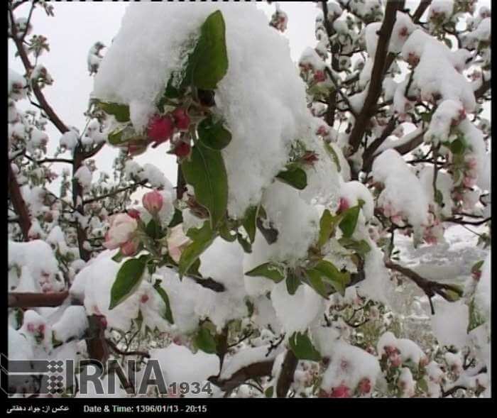 تصاویر عید برفی, تصویر بهار برفی, عکس برف در بهار