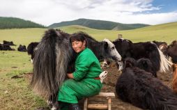 عکس زندگی روستایی زن مغول,تصویر زندگی روستایی زن مغول,عکس دوشیدن شیر توسط زن مغول
