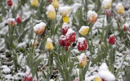 تصاویر رز,تصویر رز برفی, عکس رز درمزرعه