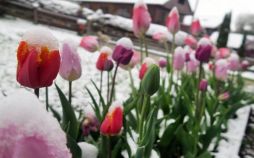 تصاویر بارش برف در بهار در آلمان,عکس های بارش برف در آلمان دربهار,بارش برف بهاری د رآلمان