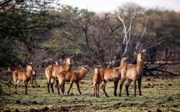 تصاویر حیات‌وحش در هفته‌ای که گذشت,عکس های حیات‌وحش در هفته‌ای که گذشت,عکس های دیدنی های حیات وحش