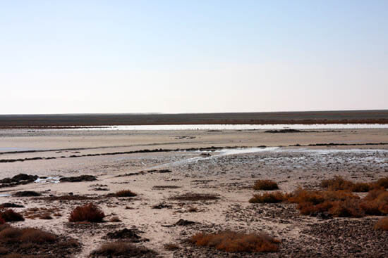 تالاب گاوخونی،محیط زیست،خبرهای اجتماعی،اخبار اجتماعی اخبار اجتماعی,خبرهای اجتماعی,محیط زیست,تالاب گاوخونی