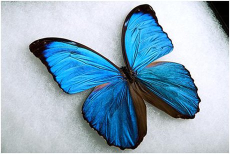 اخبار علمی,خبرهای علمی,اختراعات و پژوهش,بال پروانه