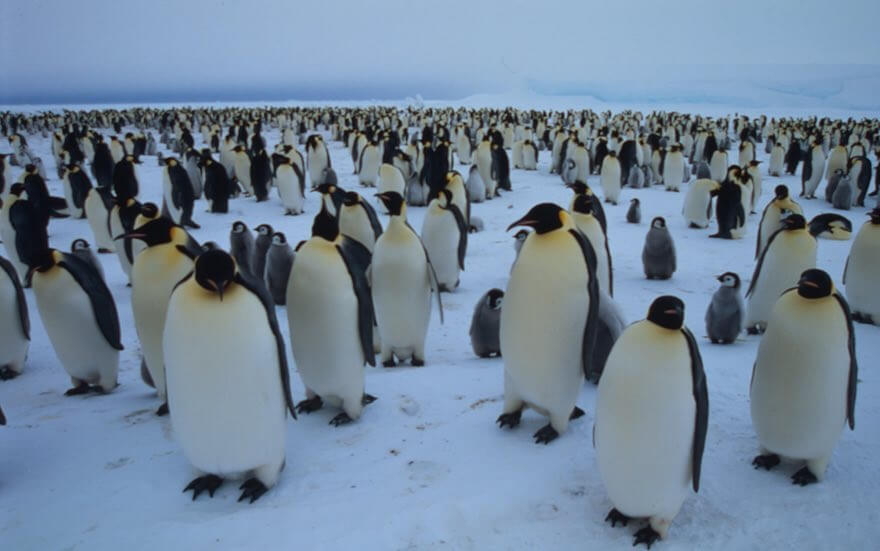 اخبار جالب,خبرهای جالب,خواندنی ها و دیدنی ها,پنگوئن‌ها