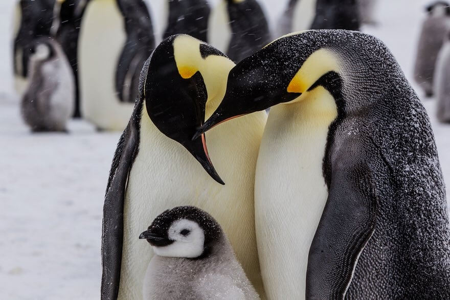 اخبار جالب,خبرهای جالب,خواندنی ها و دیدنی ها,پنگوئن‌ها