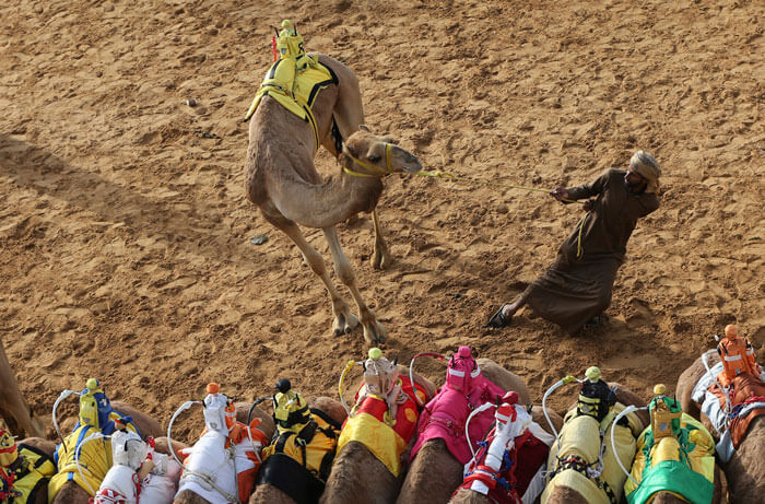 اخبار جالب,خبرهای جالب,خواندنی ها و دیدنی ها,مسابقات شترسواری