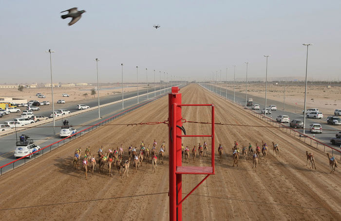 اخبار جالب,خبرهای جالب,خواندنی ها و دیدنی ها,مسابقات شترسواری