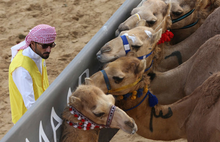 اخبار جالب,خبرهای جالب,خواندنی ها و دیدنی ها,مسابقات شترسواری