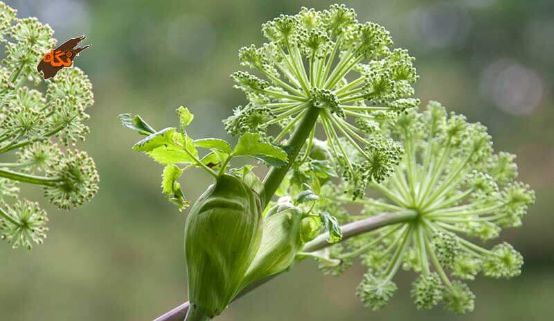 اخبار پزشکی,خبرهای پزشکی,مشاوره پزشکی,تقویت کلیه ها