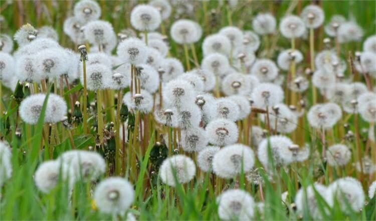 اخبار پزشکی,خبرهای پزشکی,مشاوره پزشکی,تقویت کلیه ها