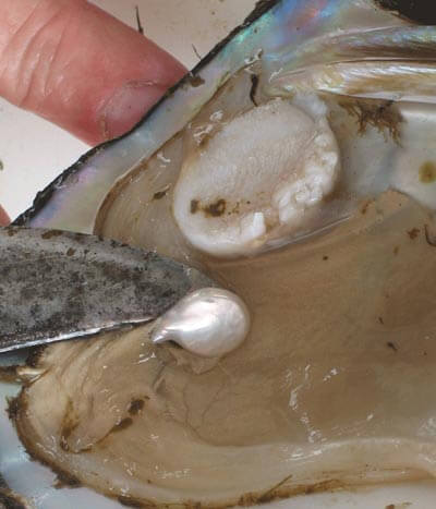 اخبار علمی,خبرهای علمی,پژوهش,مروارید