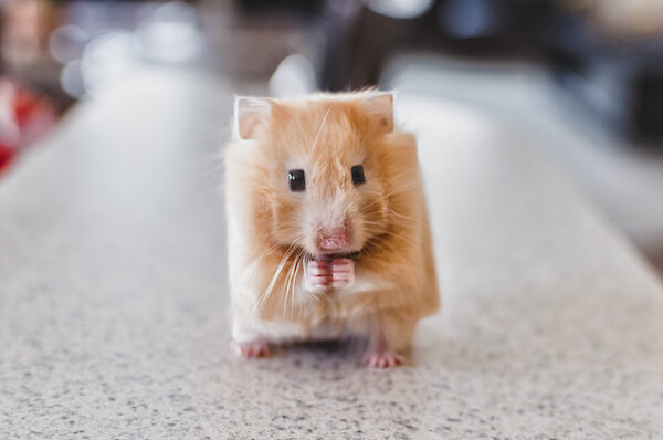 اخبار جالب,خبرهای جالب,خواندنی ها و دیدنی ها,مخلوقات مکعبی